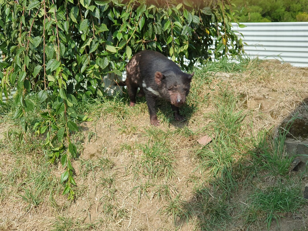 Tasmaanse Devil