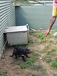 Tasmaanse Devil krijgt een staart van een wallaby
