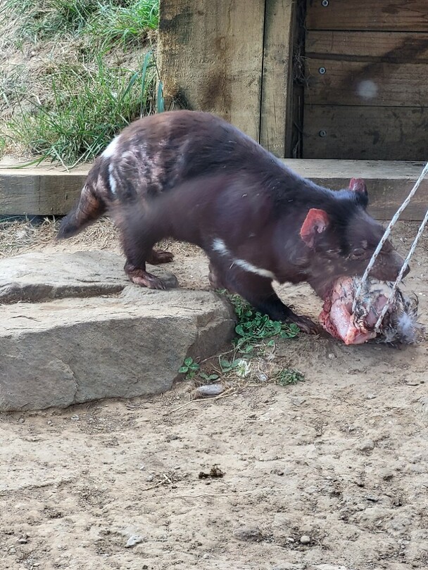 Tasmaanse Devil