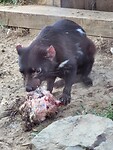 Tasmaanse Devil heeft een stuk kip gekregen