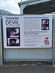 Opvang Tasmaanse Devils