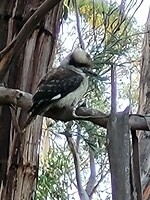 Kookaburra