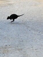 Pademelon