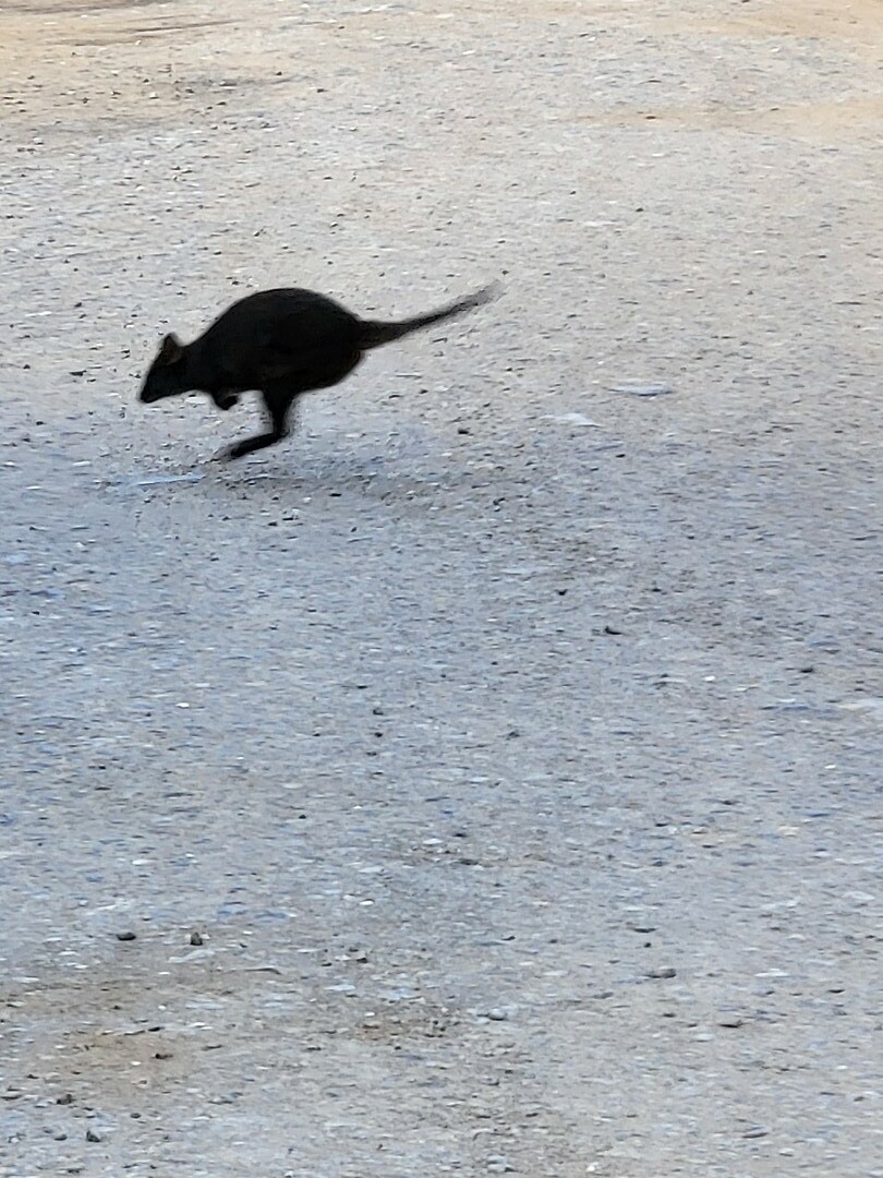 Pademelon