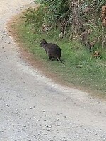 Pademelon