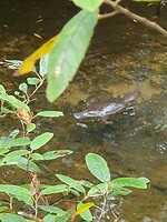 Platypus (vogelbekdier)