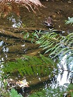 Platypus (vogelbekdier)
