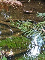 Platypus (vogelbekdier)