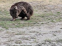 Wombat heeft jeuk