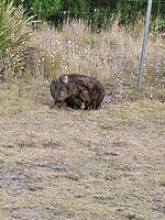 Wombat