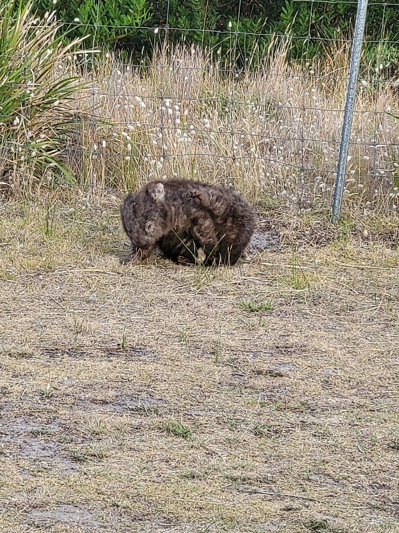Wombat