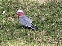 Rosella op de camping