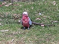 Rosella is een soort papegaai