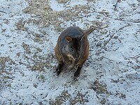 Wallaby voor de deur tijdens het koken.