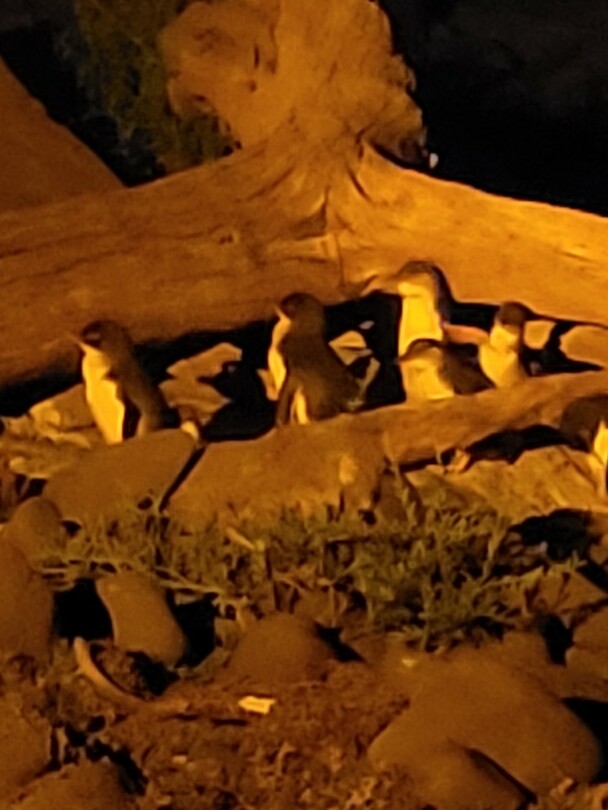Pinguïns onderwegnaar hun nest.
