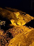 Pinguïns chicks wachten op hun visjes