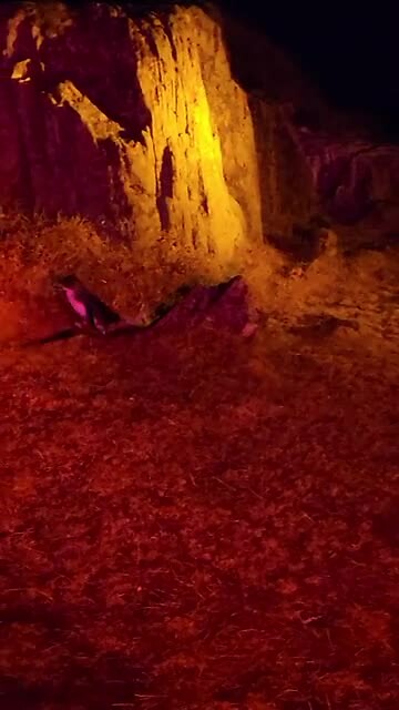 Pinguïns