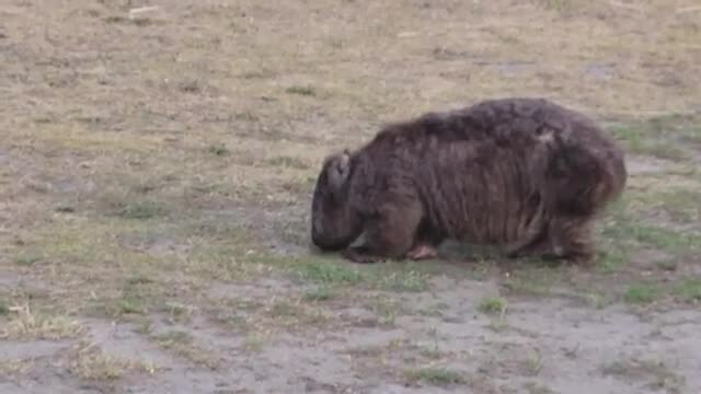 Wombat