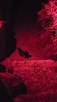Pinguïns