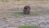 Wombat