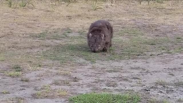 Wombat