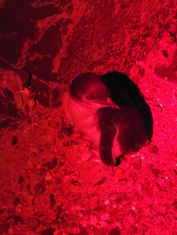 Pinguïn