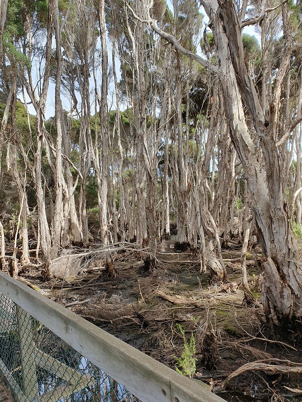 Kale bomen staan in het water. Beetje gek gezicht