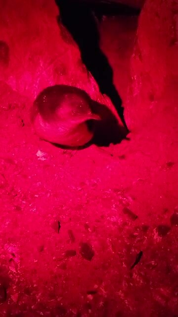 Pinguïns bij nest in rotsen.