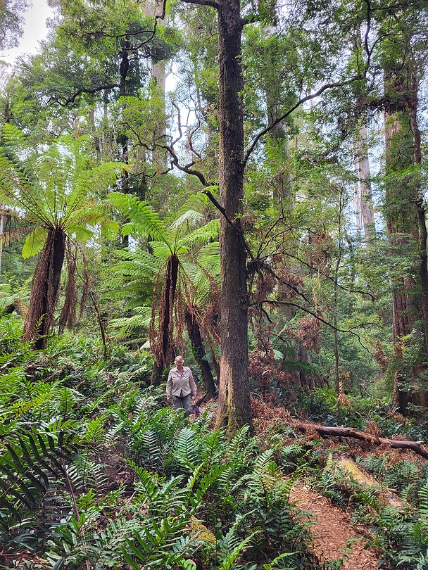 Rainforest