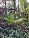 Varens rainforest