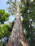 Rainforest met enorme kaarsrechte bomen