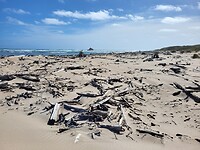 Aangespoeld hout, het lijkt weinig maar in het echt is een enorme hoeveelheid