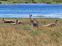 Wallabies