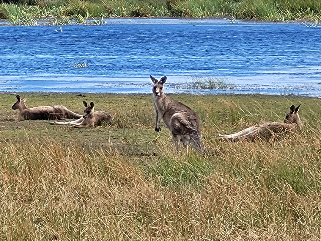Wallabies