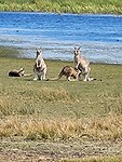 Wallabies tijdens onze wandeling