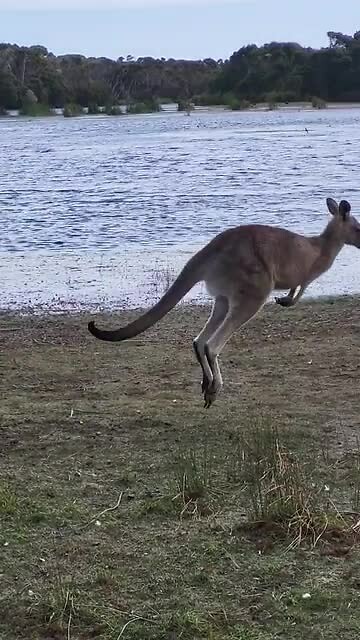 Wallaby