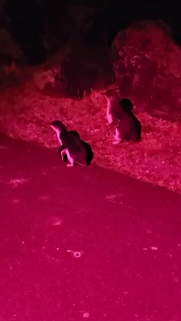 Nog meer pinguïns 😁