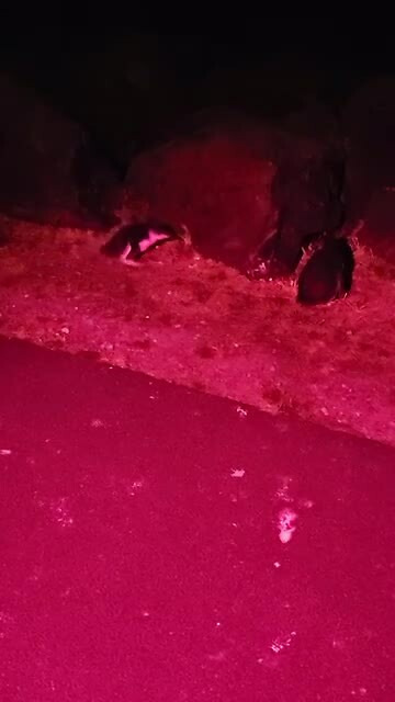 Nog meer pinguïns 😁