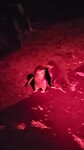 Nog meer pinguïns 😁