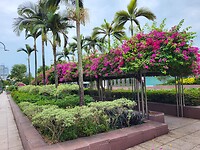 Bougainville, misschien wordt het thuis ook eens zo.