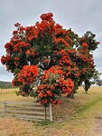 Flowering gum, deze wil ik ook in de tuin.