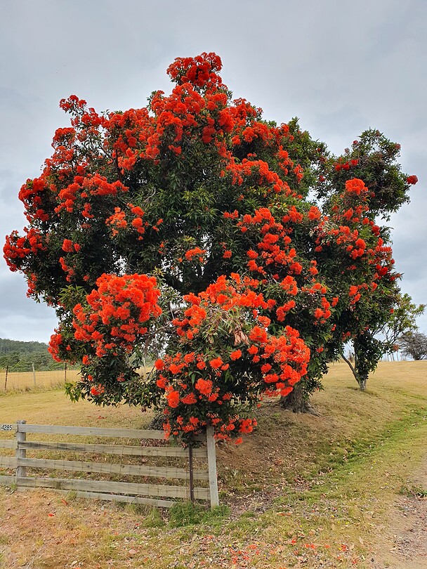 Flowering gum, deze wil ik ook in de tuin.