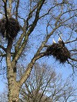 Ooievaarsnesten bij De Wijk