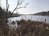 Natuur Zwarte Dennen
