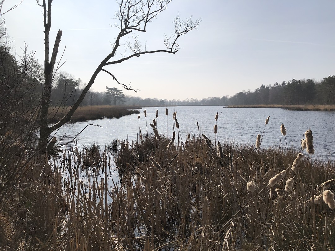 Natuur Zwarte Dennen