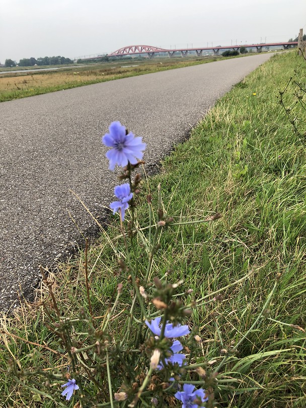Langs de IJssel (oostzijde)
