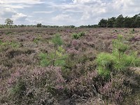 Wezeper heide
