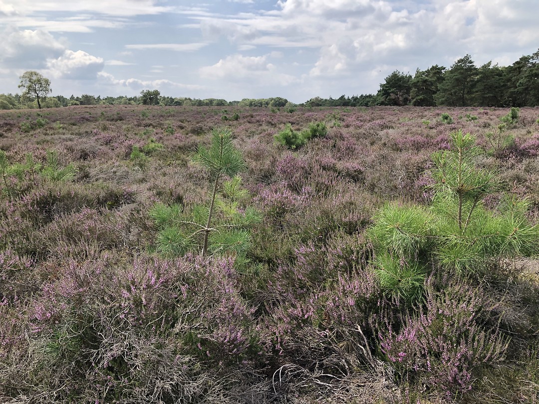 Wezeper heide