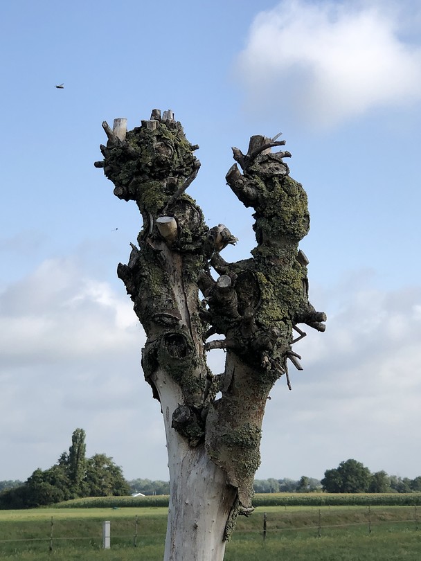 Landloper of heks in boom?