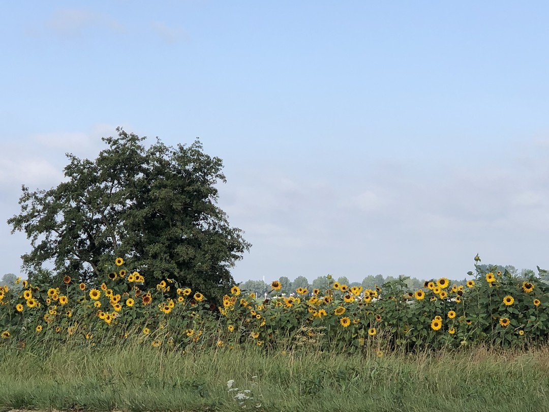Zonnebloemen